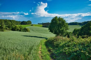 Rola tłumaczeń i lokalnych regulacji przy stosowaniu BDO za granicą